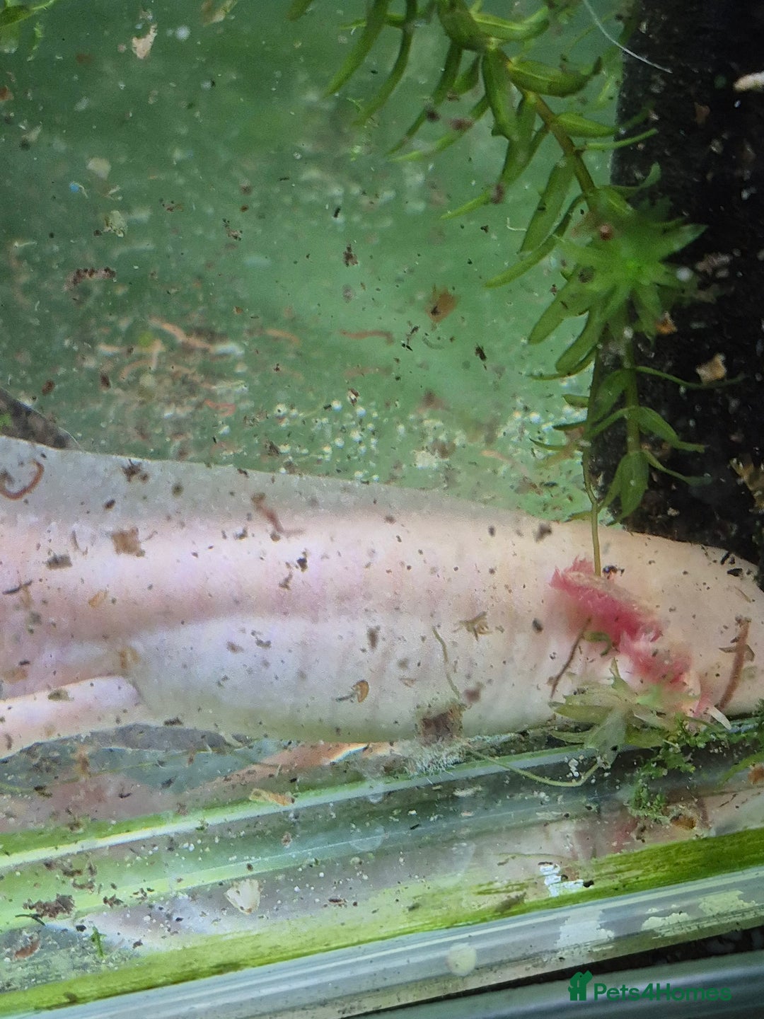 Other/Mixed Breed fish for sale: Axolotls - Advert 6