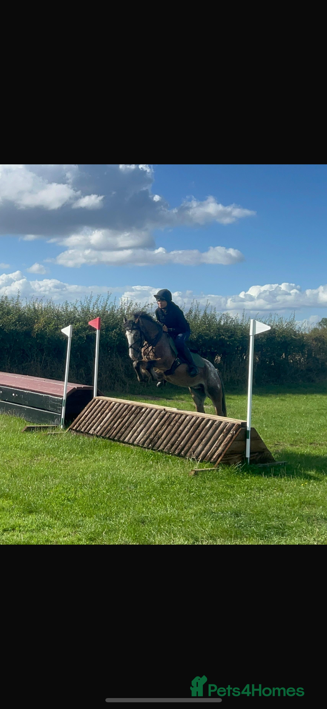 Appaloosa horses for sale: Angelic allrounder  - Image 4
