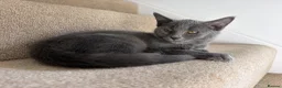 Russian Blue cats for sale: Russian blue girl  - Advert 3