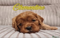 Cavapoo dogs for sale: 🎀 Beautiful F1 Cavapoo Puppies 🎀 - Image 23