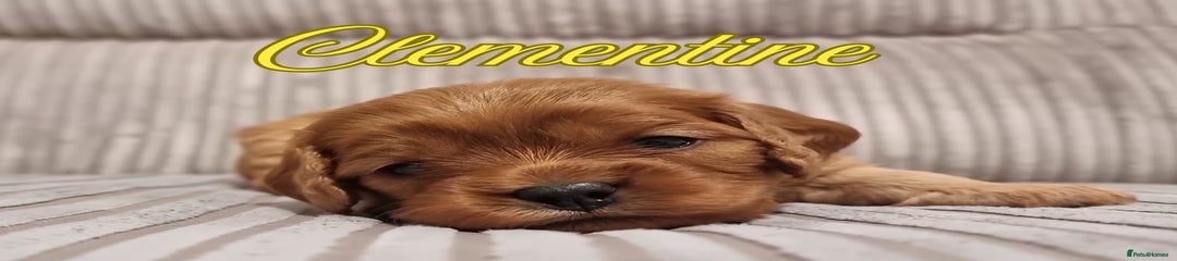 Yellow Collar