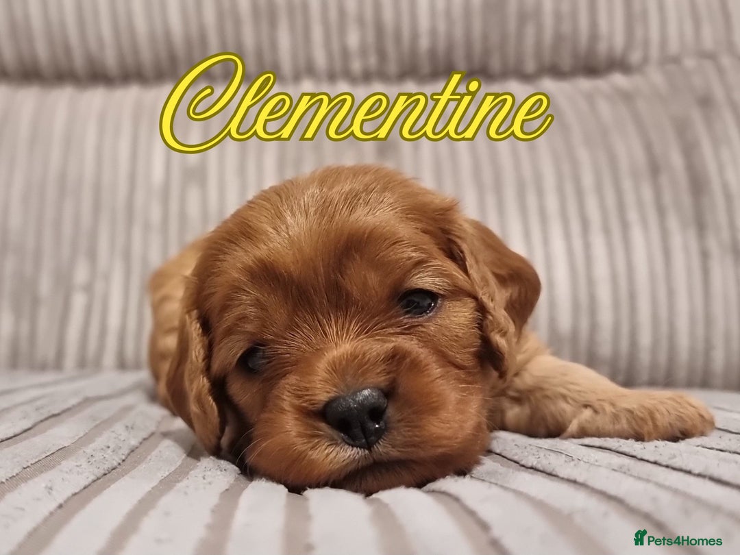 Cavapoo dogs for sale: 🎀 Beautiful F1 Cavapoo Puppies 🎀 - Image 23