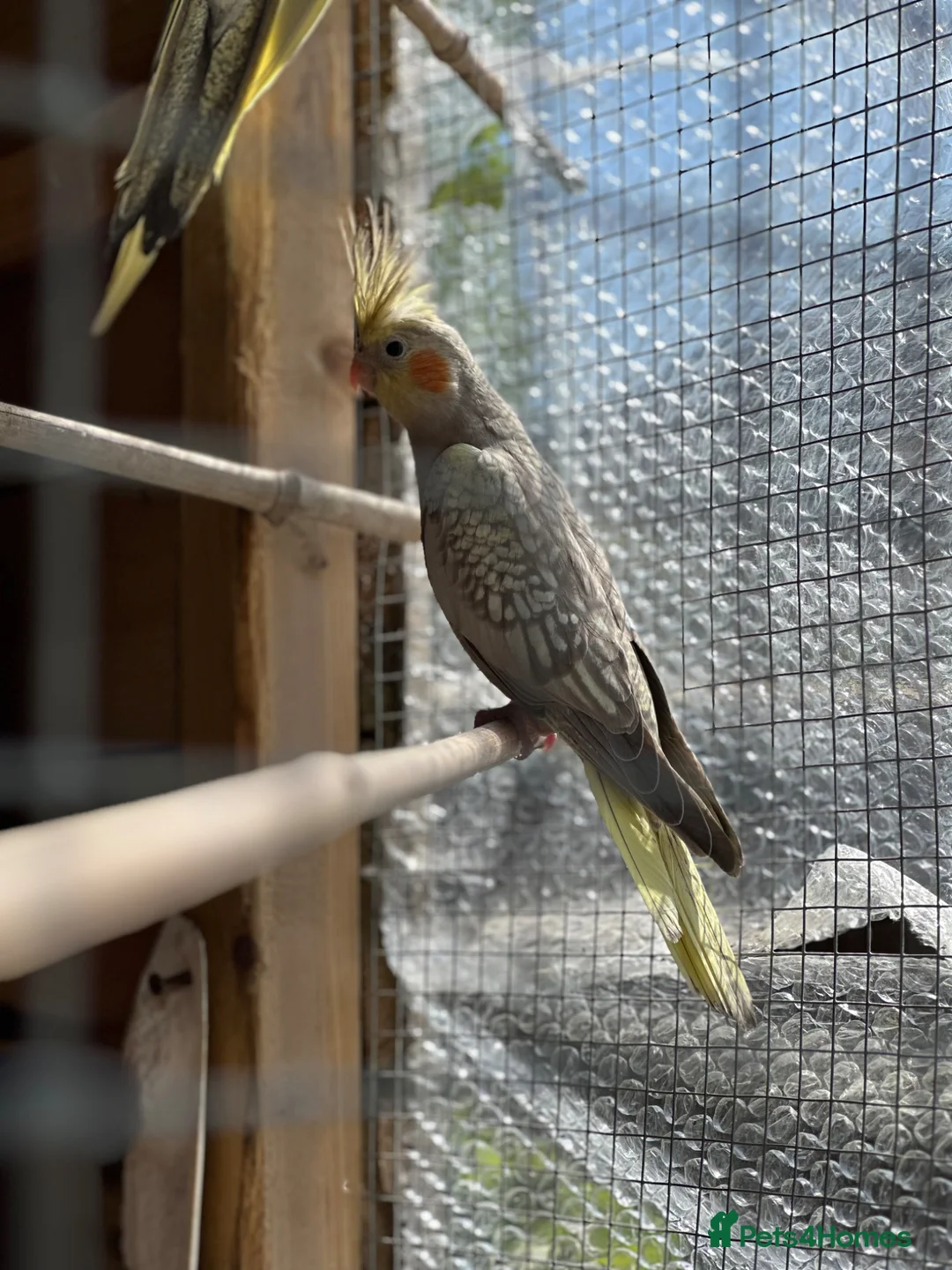 Cockatiels birds for sale: Baby Cockatiels in Manchester - Advert 1