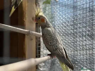 Cockatiels birds Baby Cockatiels - Advert 4