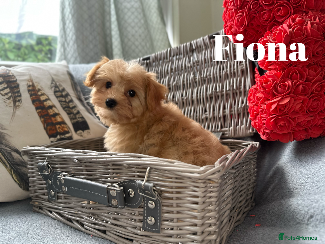 Yorkshire Terrier dogs for sale: Adorable Golddust Yorkshire Terrier Puppies - Image 25
