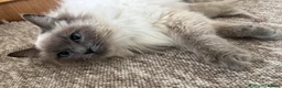 Ragdoll cats for sale: Ragdoll female kitten READY NOW - Advert 3