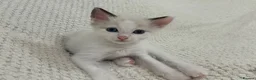 Ragdoll cats for sale: Seal Point & Lilac Bicolour Ragdoll Kittens - Advert 11