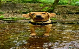 Labrador Retriever dogs for sale: Beautiful labrador Girl - Image 5