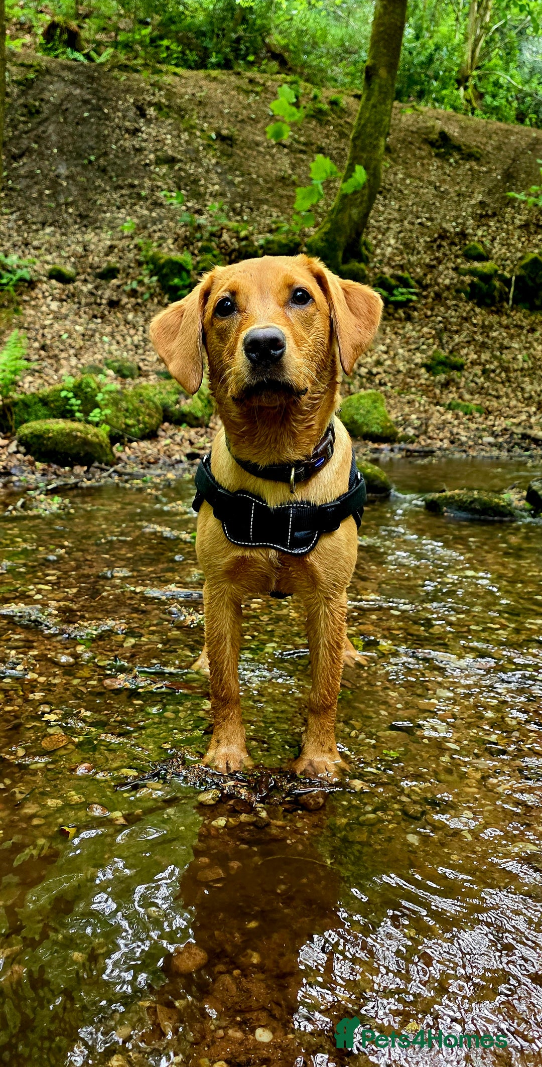 Labrador Retriever dogs for sale: Beautiful labrador Girl - Image 5