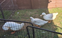 Ducks poultry for sale: Trio of Aylesbury ducks  - Image 4