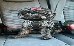 Cavapoo dogs for sale: Cavapoo FB1 puppies  - Image 6