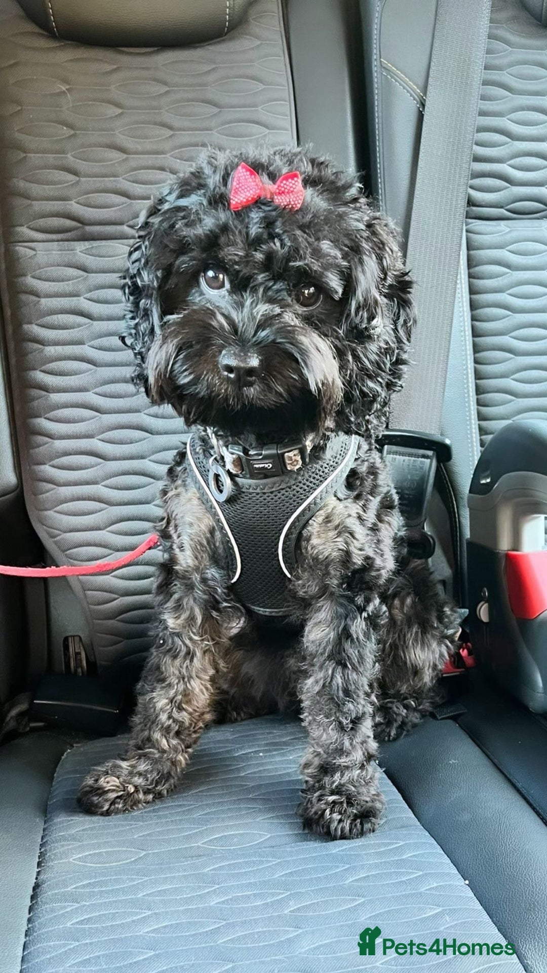 Cavapoo dogs for sale: Cavapoo FB1 puppies  - Image 6