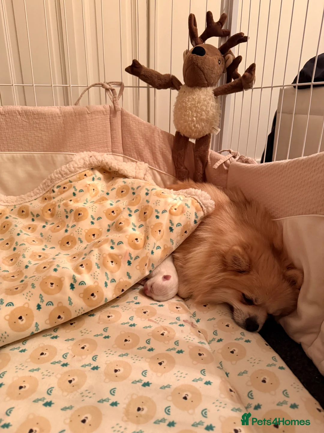 Pomeranian dogs for sale: Stunning white bear face Pomeranian girl £3000 - Advert 28