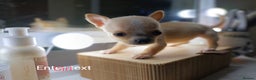 Chihuahua dogs for sale: 1 boys 3 girl pedigree chihuahua - Advert 14