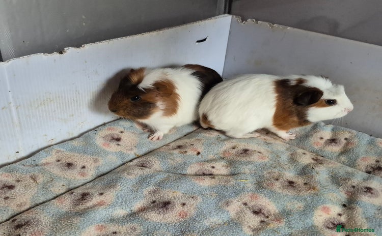 Guinea Pig rodents - Advert 1