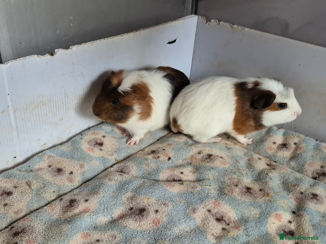 Guinea Pig rodents for sale: 2 handsome boys looking for forever home - Image 1