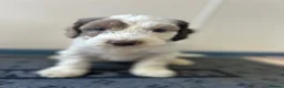 Sproodle dogs for sale: Miniature springerdoodle - Advert 9