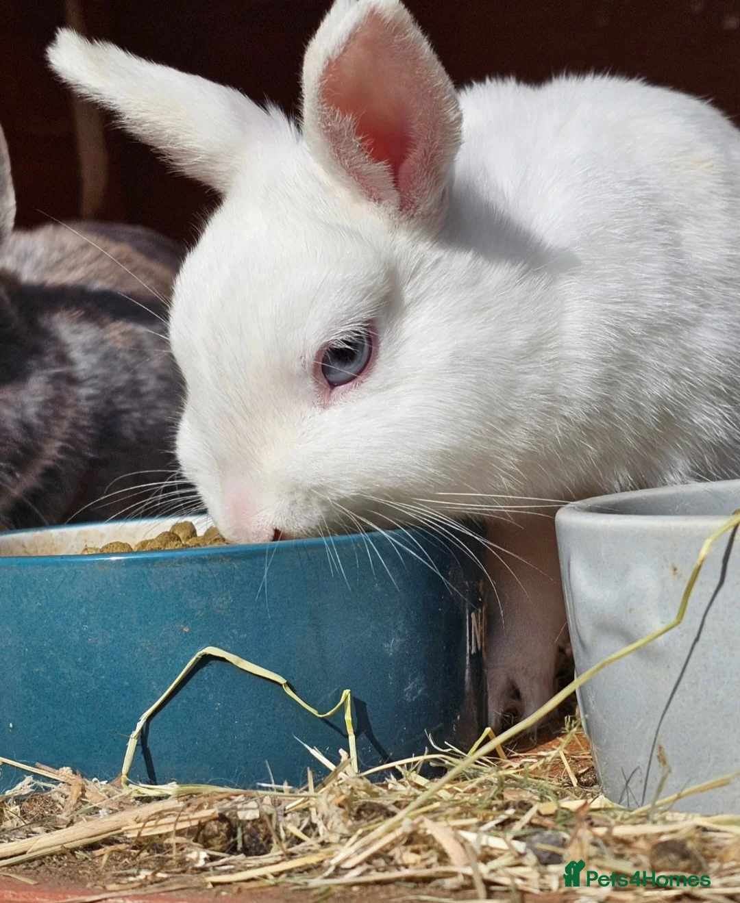 Netherland Dwarf rabbits for sale: 4 x Nethies  - read full ad - Advert 2