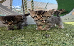 Siberian cats for sale: Siberian x kittens  - Image 14