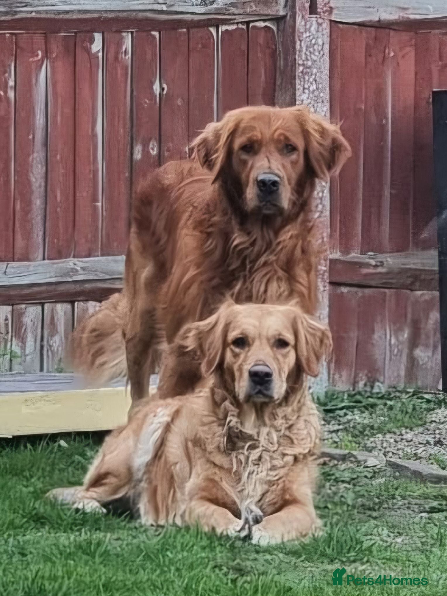 Golden Retriever dogs Puppies  - Advert 1