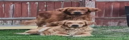 Golden Retriever dogs for sale: Puppies  - Advert 1