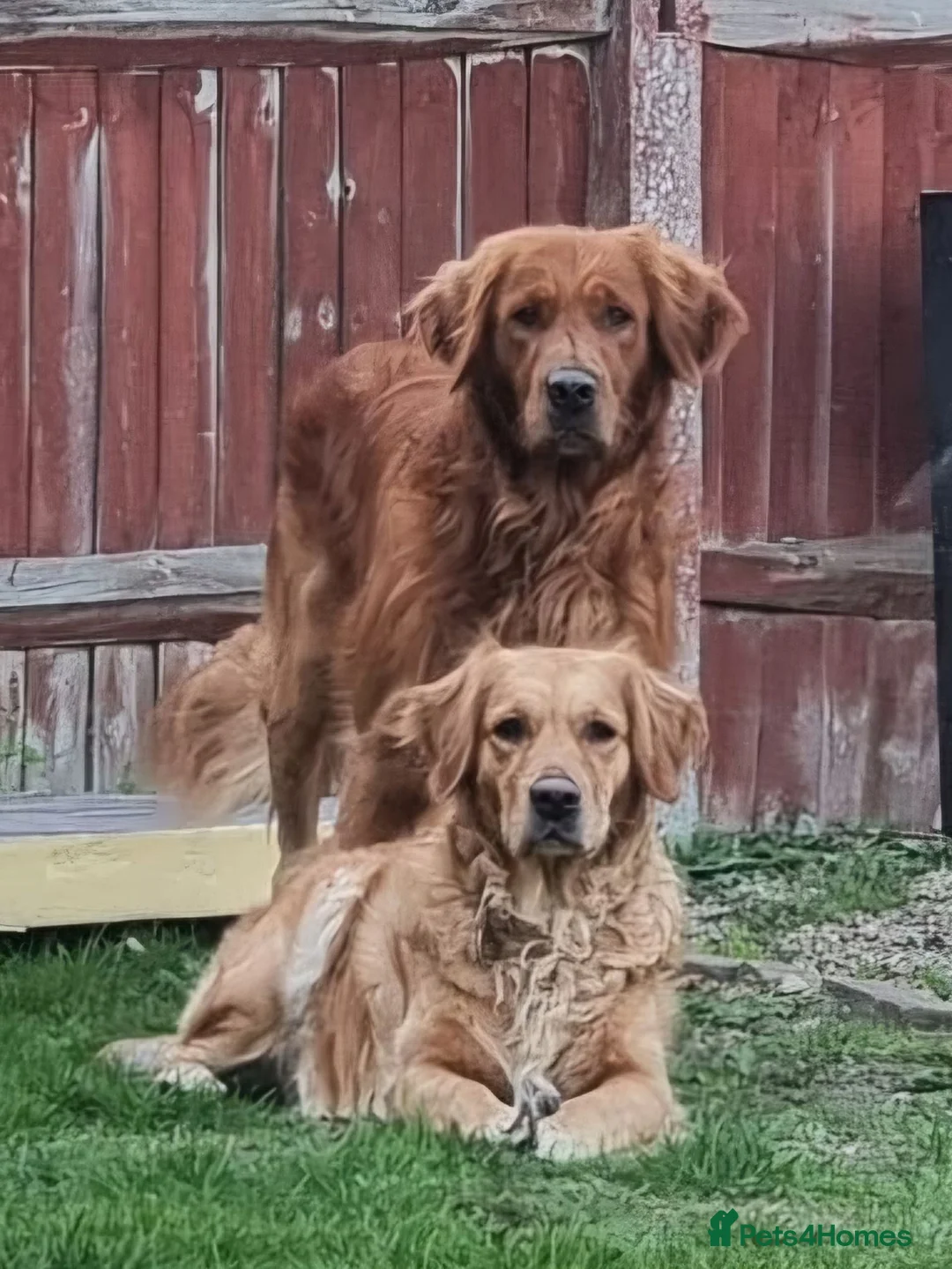 Golden Retriever dogs for sale: Puppies  - Advert 1