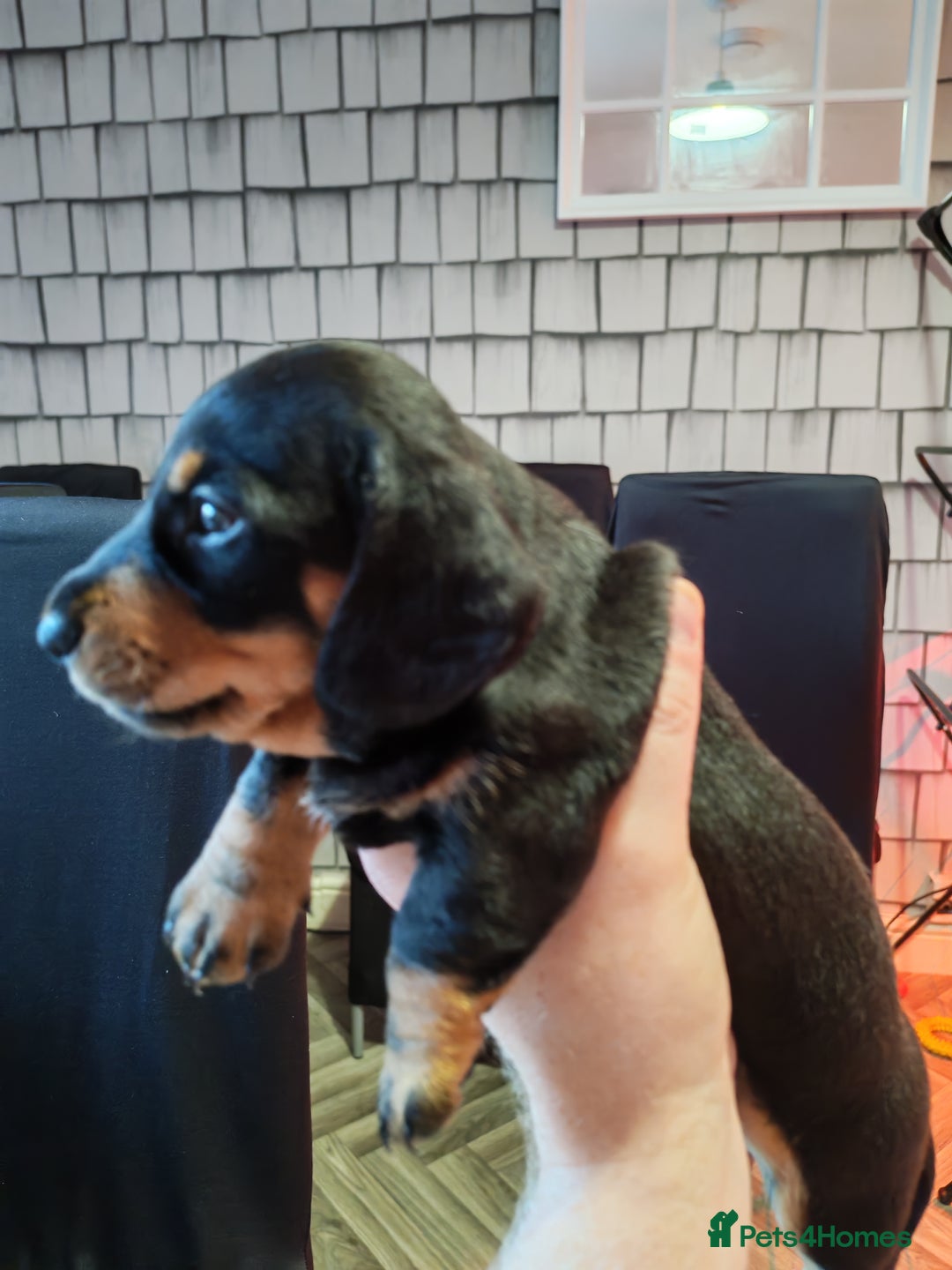 Dachshund dogs for sale: Puppy's - Image 8