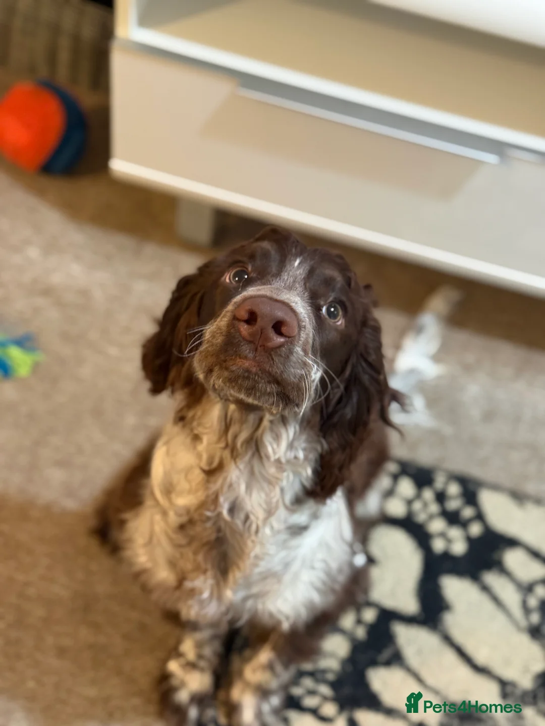 Cocker Spaniel dogs for sale: Cocker spaniel in Sittingbourne - Advert 2