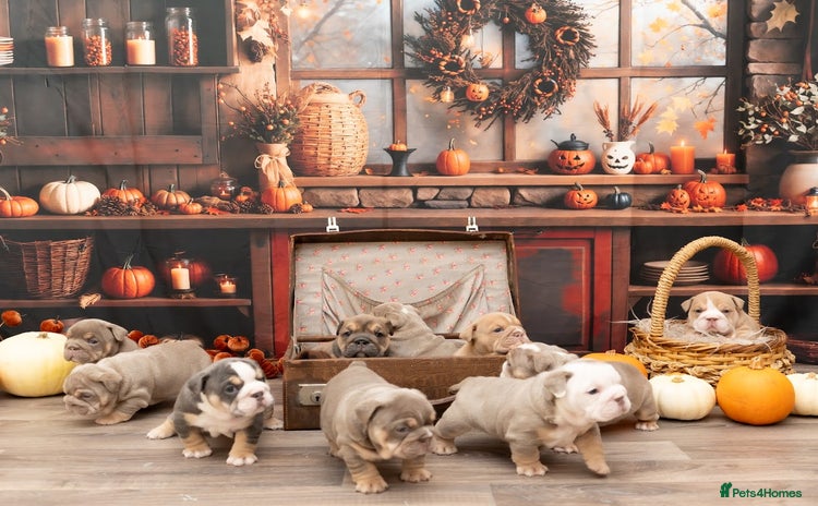 English Bulldog dogs - Advert 1