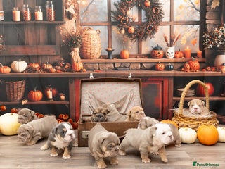 English Bulldog dogs - Advert 3