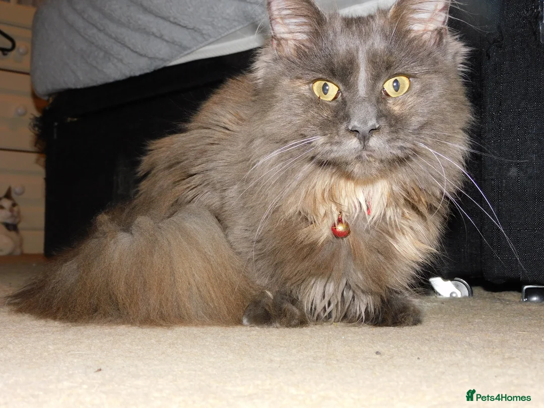 Maine Coon cats for sale: Adult Pedigree Maine Coon With Papers in Scunthorpe - Advert 5