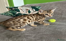 Bengal cats for sale: Gorgeous Pure Bengal Kittens Ready To Go! ❤️ - Image 5