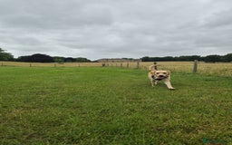 Goldador dogs for sale: 1 year old goldador male - Image 4