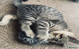 Domestic Shorthair cats for sale: ** LAST GIRL LEFT ** - Image 5