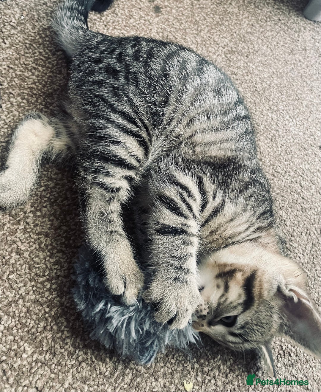 Domestic Shorthair cats for sale: ** LAST GIRL LEFT ** - Image 5