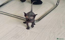 Sphynx cats for sale: 3 beautiful sphynx kittens  - Image 15