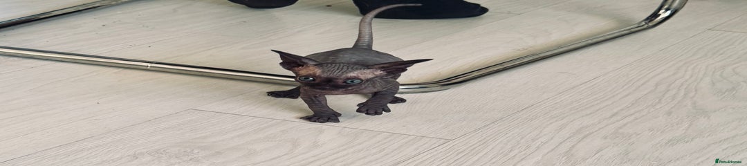 Sphynx Kitten 1