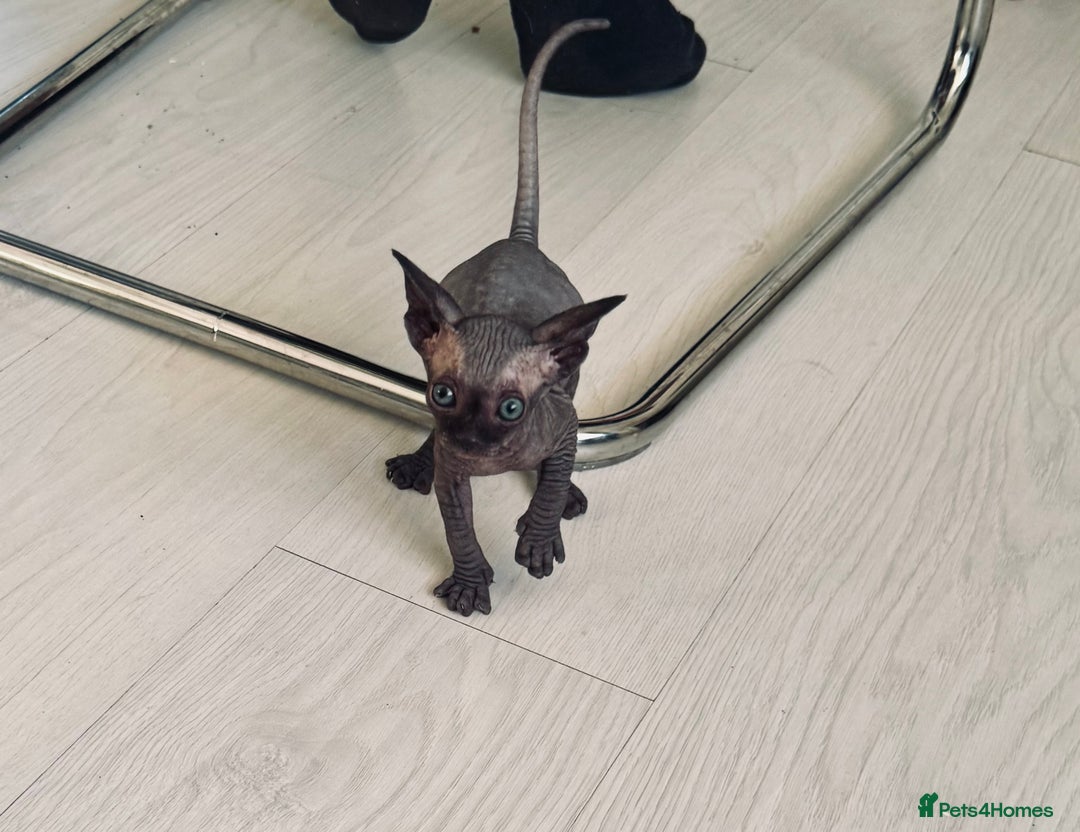 Sphynx cats for sale: 3 beautiful sphynx kittens  - Image 15