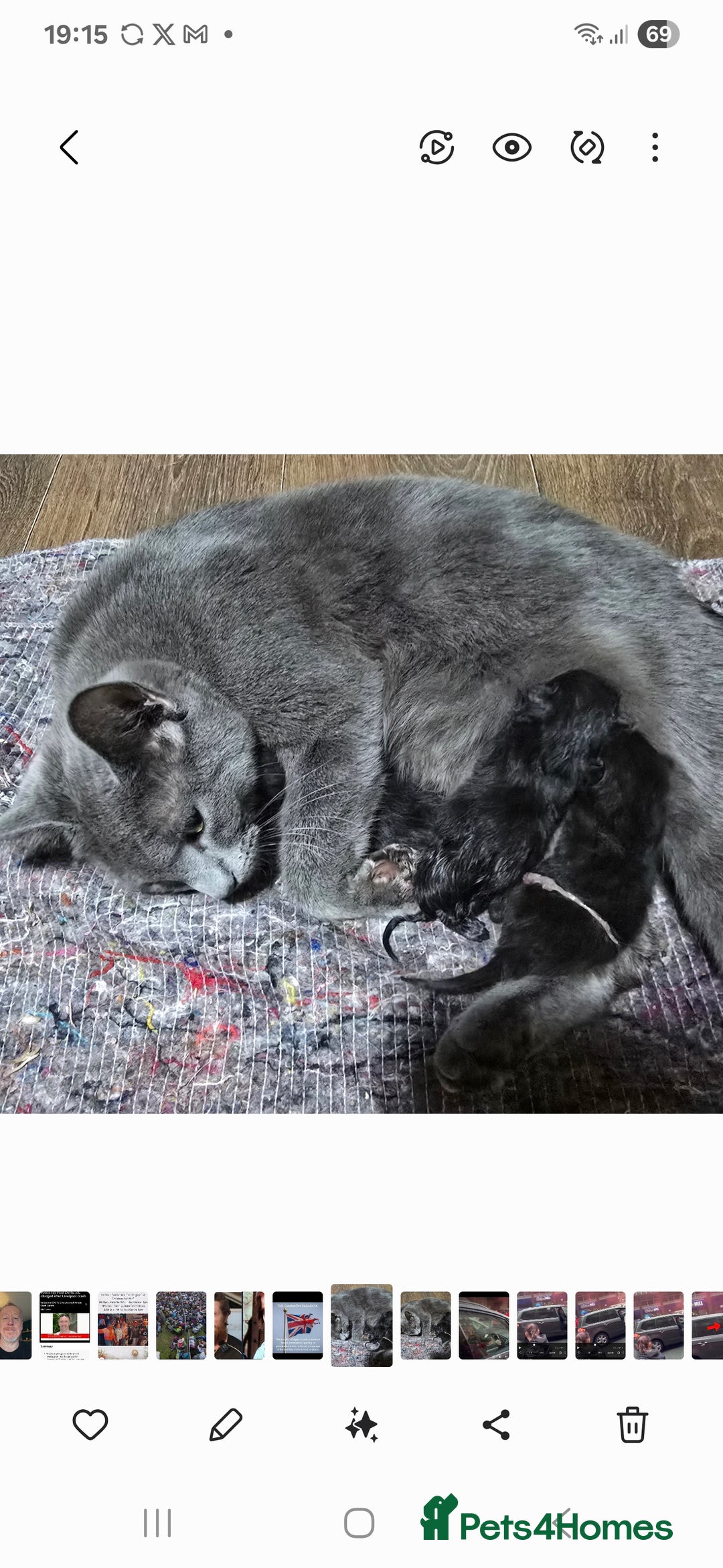 Mixed Breed cats for sale: Adorable kittens for sale. - Image 5