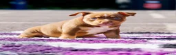 American Bully dogs for sale: ✨ Stunning ABKC Pocket Bully Puppies ✨ - Advert 5