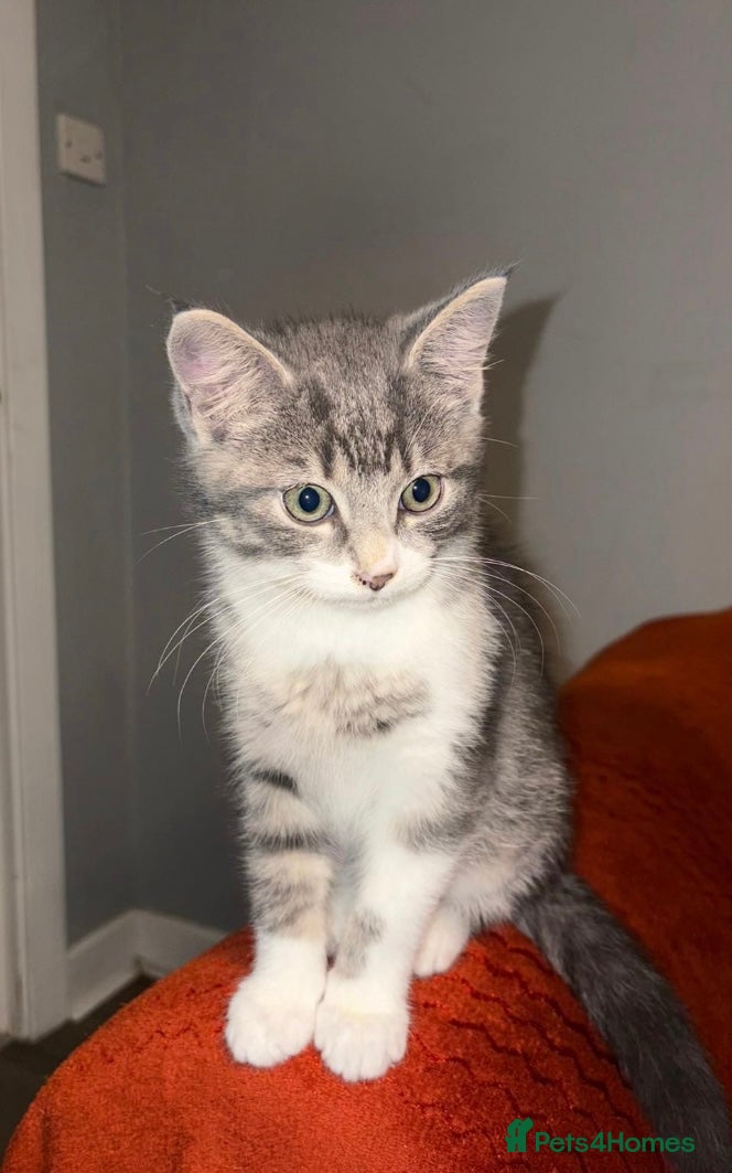 Mixed Breed cats Adorable Fluffy Grey Tabby Kitten for Sale - Advert 1