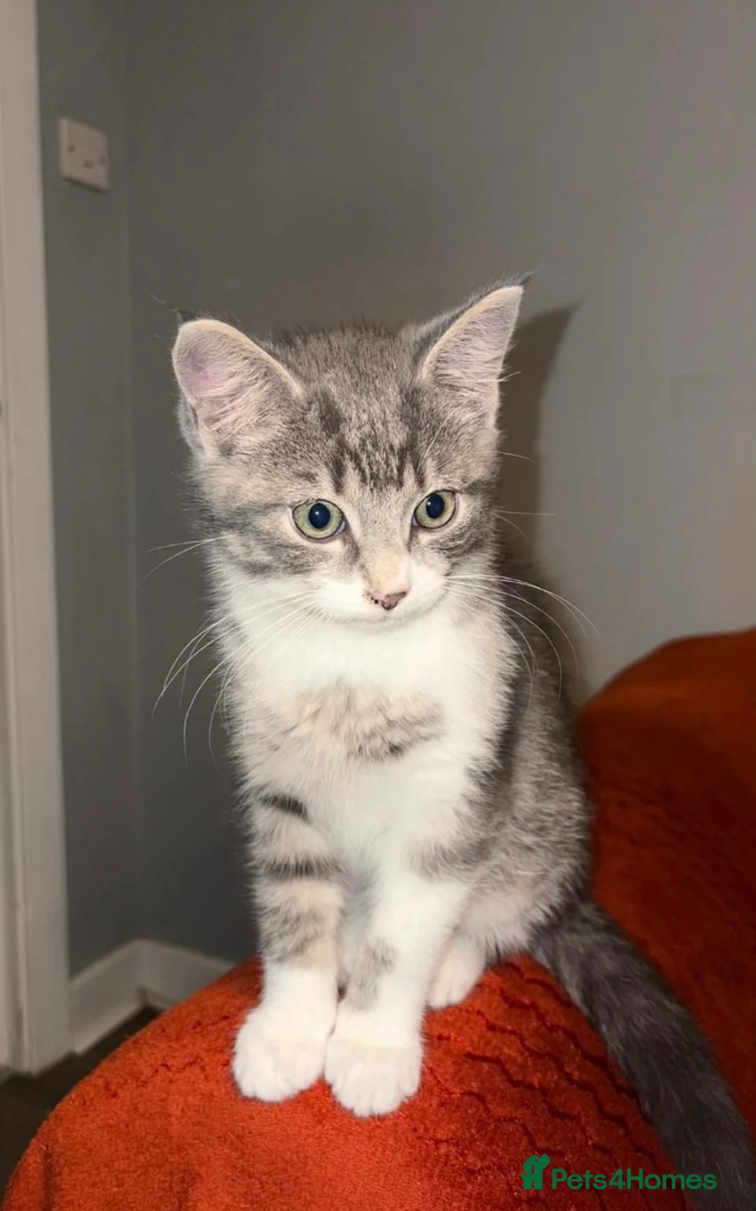 Mixed Breed cats for sale: Adorable Fluffy Grey Tabby Kitten for Sale - Advert 1