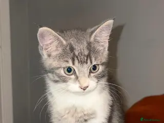 Mixed Breed cats Adorable Fluffy Grey Tabby Kitten for Sale - Advert 3