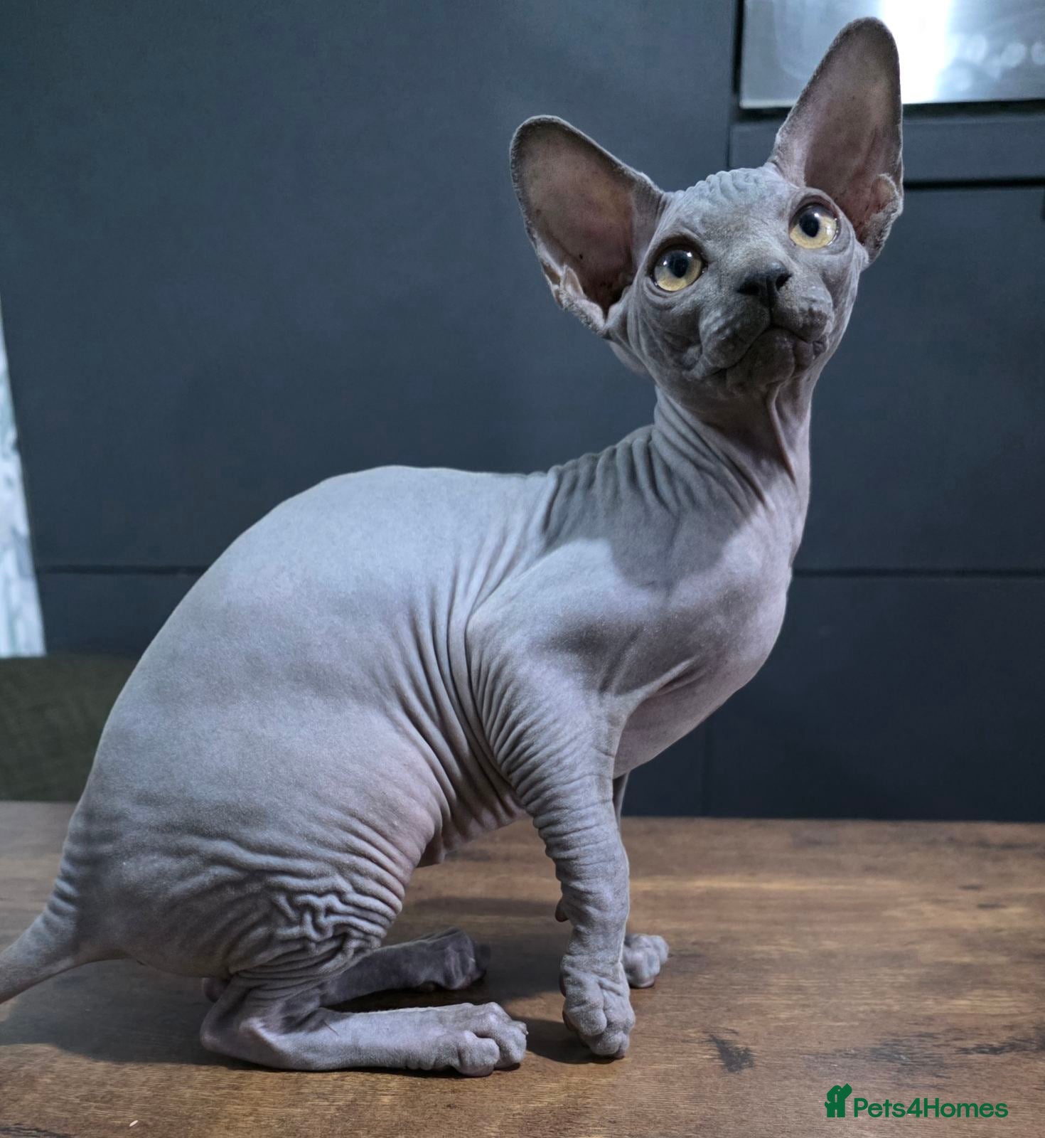 Sphynx cats FIFe registered stunning Sphynx kittens - Advert 18