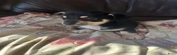 Chihuahua dogs for sale: 5 Beautiful Chihuahua Puppies For Sale  - Advert 14