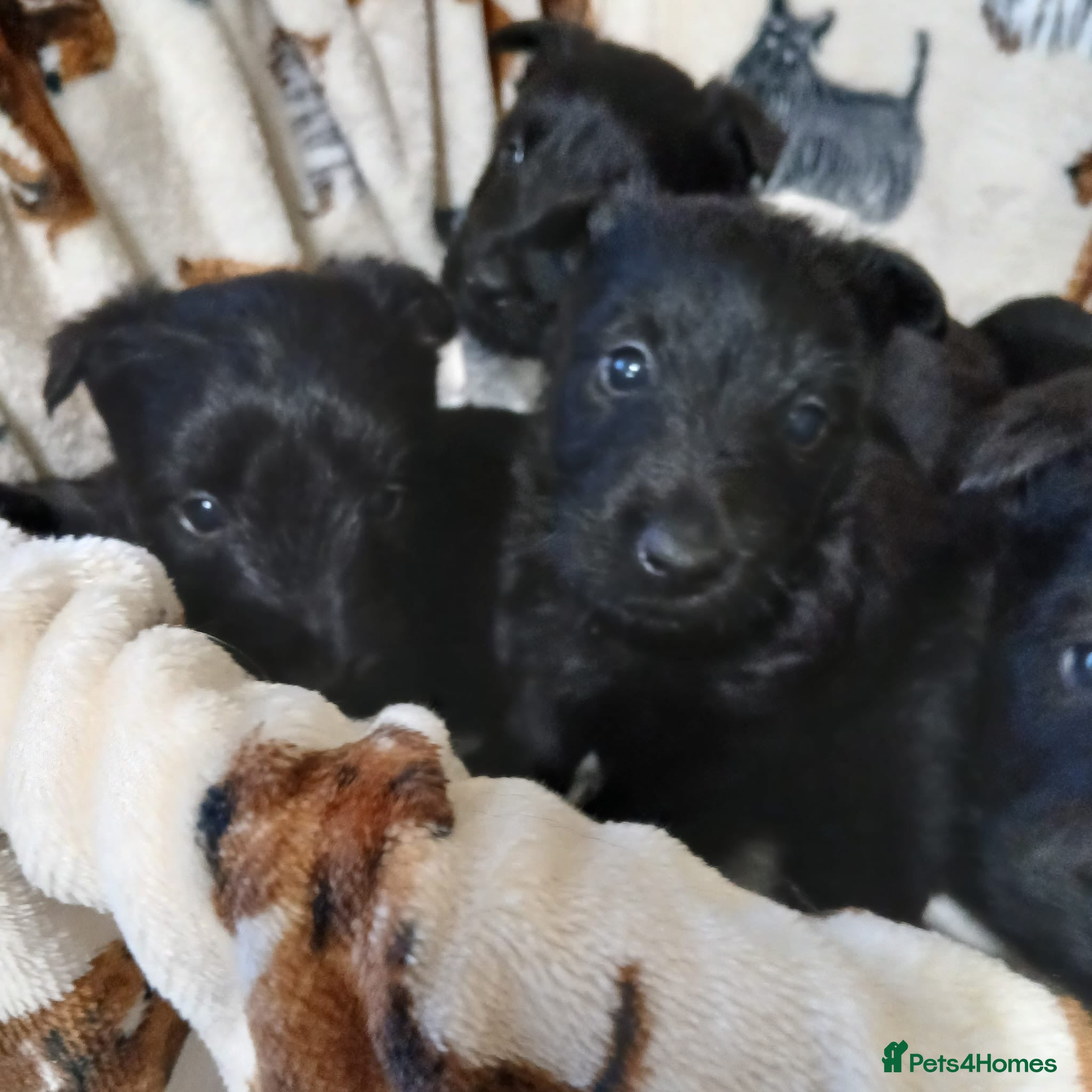 Scottish Terrier dogs Scottish Terrier Puppies  - Advert 3
