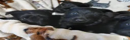 Scottish Terrier dogs for sale: Scottish Terrier Puppies  - Advert 1