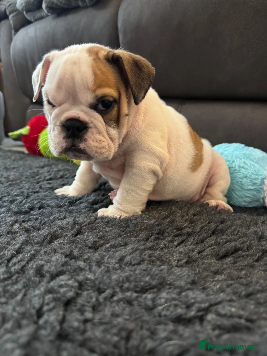 English Bulldog dogs for sale: KC REG Red/White English Bulldogs READY NOW!! - Advert 1