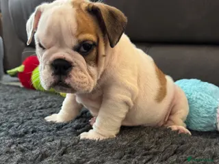 English Bulldog dogs KC REG Red/White English Bulldogs READY NOW!! - Advert 11