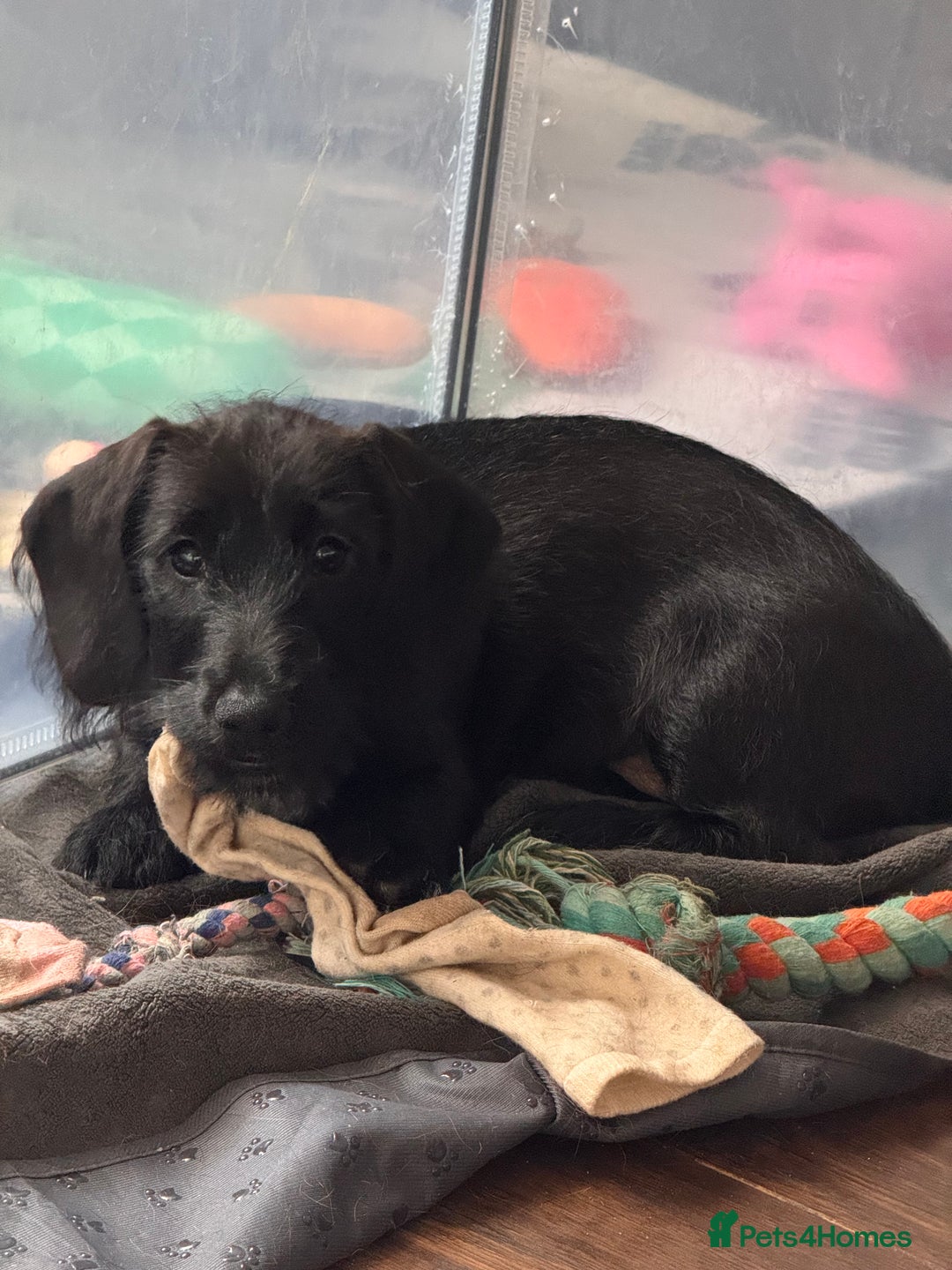 Mixed Breed dogs for sale: 1 Beautiful DoxiPoo girl left!  - Image 4